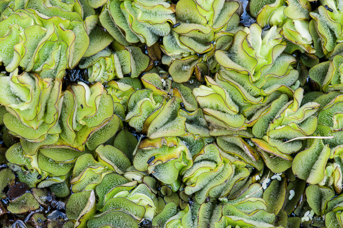 image of Salvinia molesta, Giant Salvinia, Kariba Weed