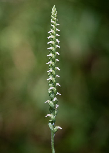 image of Spiranthes ovalis var. erostellata, Lesser Ladies'-tresses, Oval Ladies'-tresses, October Ladies'-tresses