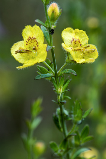 image of Seymeria pectinata ssp. pectinata, Comb Seymeria, Combleaf Black-senna, Yaupon Black-senna, Florida Black-senna