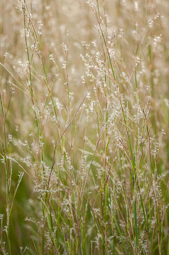 image of Schizachyrium stoloniferum, Creeping Bluestem, Creeping Little Bluestem