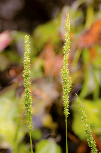 image of Sacciolepis striata, American Cupscale