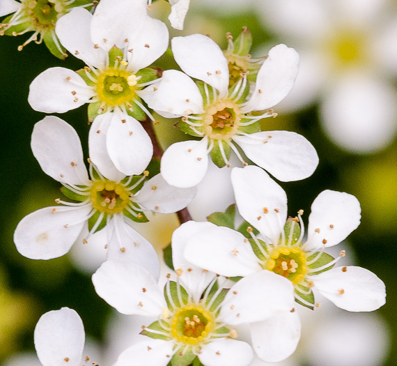 image of Spiraea thunbergii, Thunberg's Meadowsweet