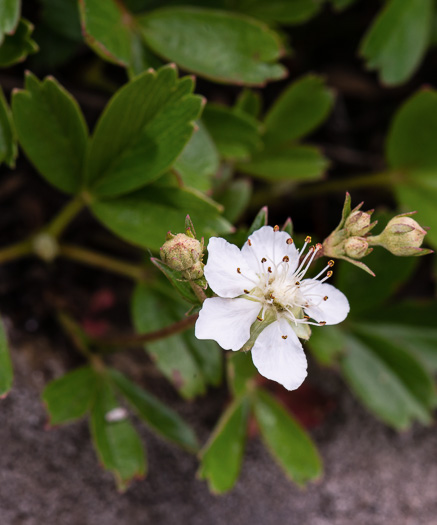 image of Sibbaldiopsis tridentata, Wineleaf Cinqefoil, Mountain Cinqefoil, Three-toothed Cinqefoil, Mountain White Potentilla