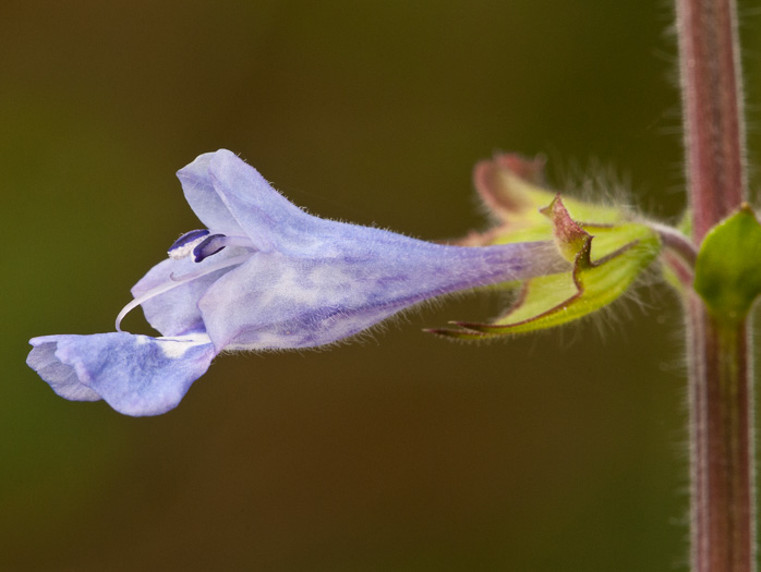 image of Salvia lyrata, Lyreleaf Sage, Cancer-weed