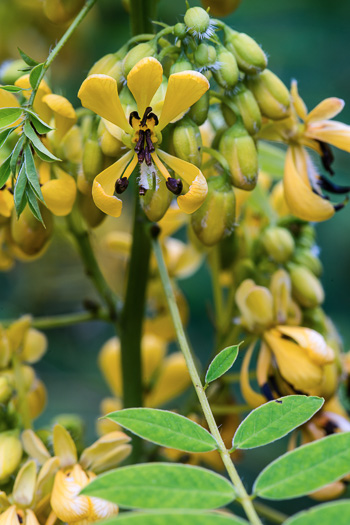 image of Senna hebecarpa, Northern Wild Senna