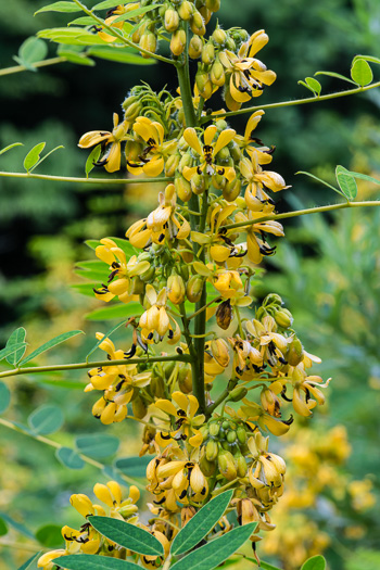 image of Senna hebecarpa, Northern Wild Senna