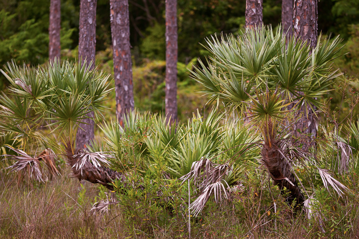 image of Serenoa repens, Saw Palmetto