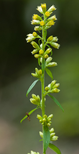 image of Solidago erecta, Slender Goldenrod, Erect Goldenrod