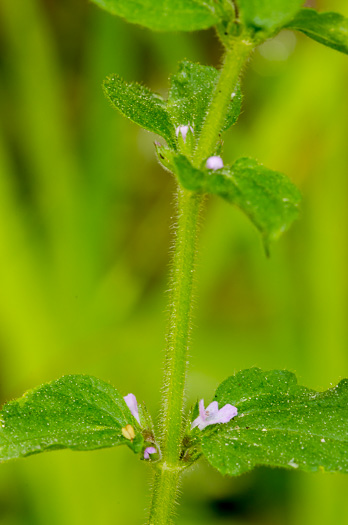 image of Stachys agraria, Mouse's-ear, Shade Betony