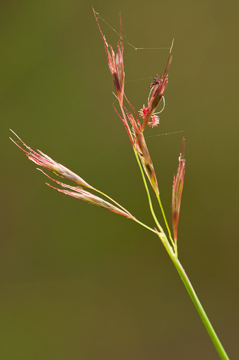 spikelet