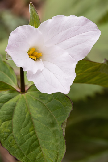 image of Trillium grandiflorum, Large-flowered Trillium, Great White Trillium, White Wake-robin, Showy Wake-robin