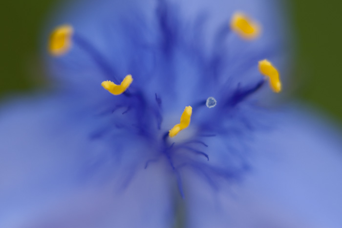 image of Tradescantia ohiensis, Smooth Spiderwort, Ohio Spiderwort