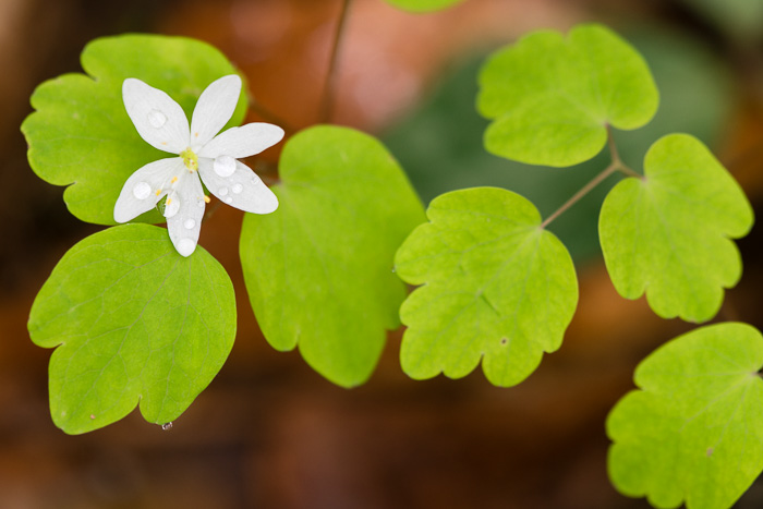 image of Thalictrum thalictroides, Windflower, Rue-anemone