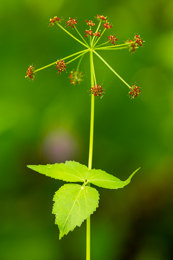 image of Thaspium trifoliatum var. trifoliatum, Purple Meadow-parsnip, Woodland Parsnip