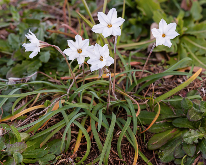 image of Ipheion uniflorum, Spring Starflower, Spring Star, Star of Bethlehem