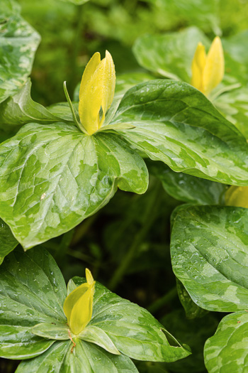 image of Trillium luteum, Yellow Trillium, Yellow Toadshade, Lemon-scented Trillium, Wax Trillium