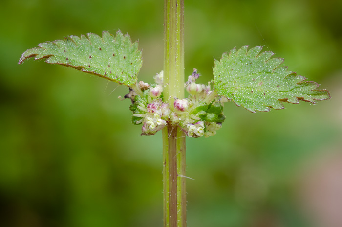 Urtica chamaedryoides, Weak Nettle, Dwarf Stinging Nettle, Heartleaf Nettle