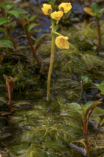 Utricularia foliosa, Flatstem Bladderwort, Leafy Bladderwort