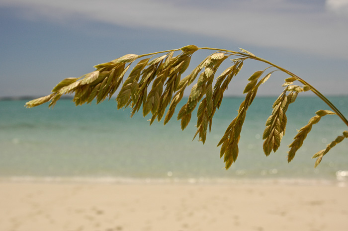 spikelet