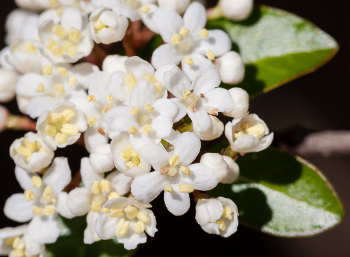 image of Viburnum obovatum, Small-leaf Virburnum, Walter's Viburnum