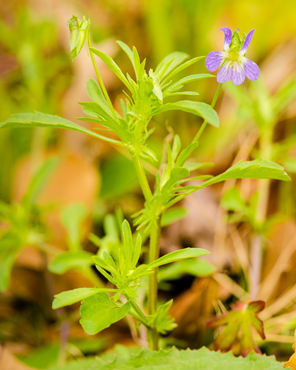 image of Viola rafinesquei, Johnny Jump-up, American Field Pansy, Wild Pansy