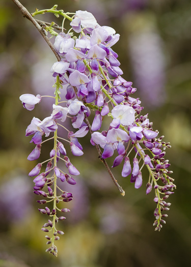 image of Wisteria ×formosa, Hybrid Asian Wisteria