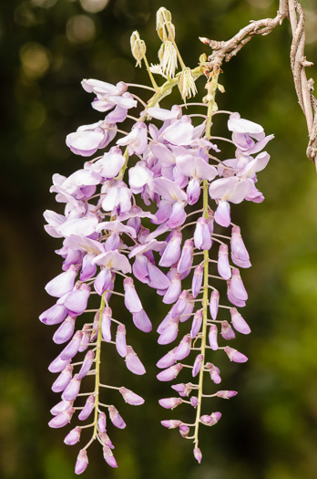 image of Wisteria ×formosa, Hybrid Asian Wisteria