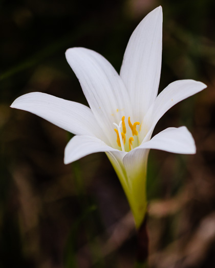 image of Zephyranthes atamasco, Common Atamasco-lily, Rain-lily, Easter Lily, Naked Lily