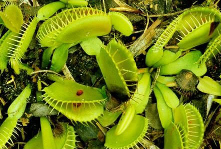 image of Dionaea muscipula, Venus Flytrap, Meadow Clam, Tippitiwitchet