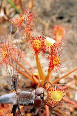 image of Drosera capillaris, Pink Sundew, Bog Sundew