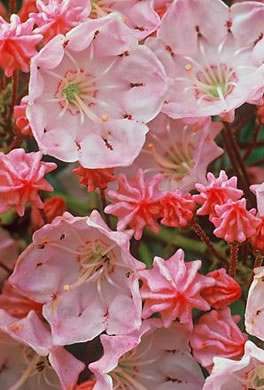 image of Kalmia latifolia, Mountain Laurel, Ivy, Calico-bush, Mountain Ivy