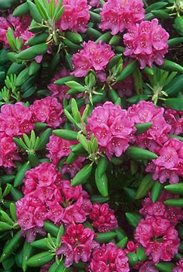 image of Rhododendron catawbiense, Catawba Rhododendron, Mountain Rosebay, Purple Laurel, Pink Laurel