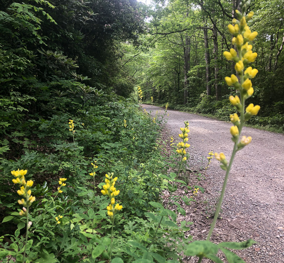 image of Thermopsis villosa, Aaron's Rod, Blue Ridge Golden-banner, Hairy Bush Pea