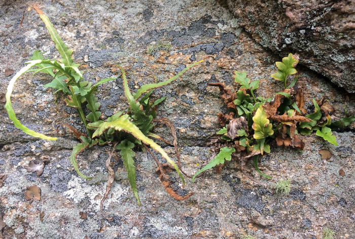 image of Asplenium pinnatifidum, Lobed Spleenwort