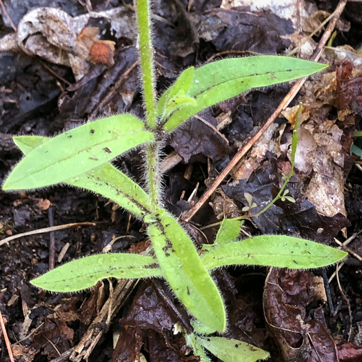 image of Cerastium nutans, Nodding Mouse-ear Chickweed, Nodding Chickweed