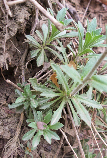 image of Draba ramosissima, Rocktwist, Branched Draba, Appalachian Draba