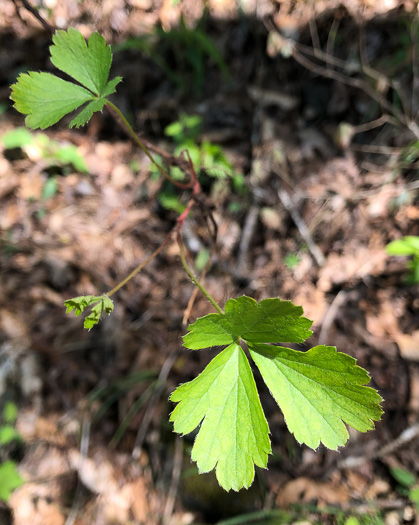 image of Waldsteinia fragarioides, Northern Barren Strawberry