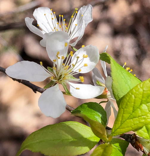 image of Prunus alleghaniensis var. alleghaniensis, Allegheny Plum, Allegheny Sloe