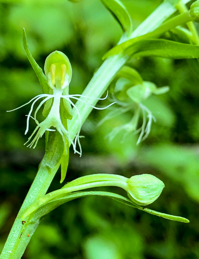 image of Platanthera lacera, Ragged Fringed Orchid, Green Fringed Orchid, Ragged Orchid