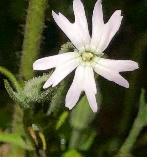 image of Silene noctiflora, Night-flowering Catchfly, Sticky Campion, Sticky Cockle