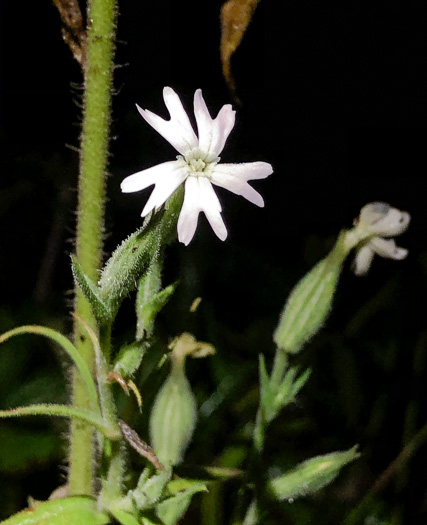 image of Silene noctiflora, Night-flowering Catchfly, Sticky Campion, Sticky Cockle