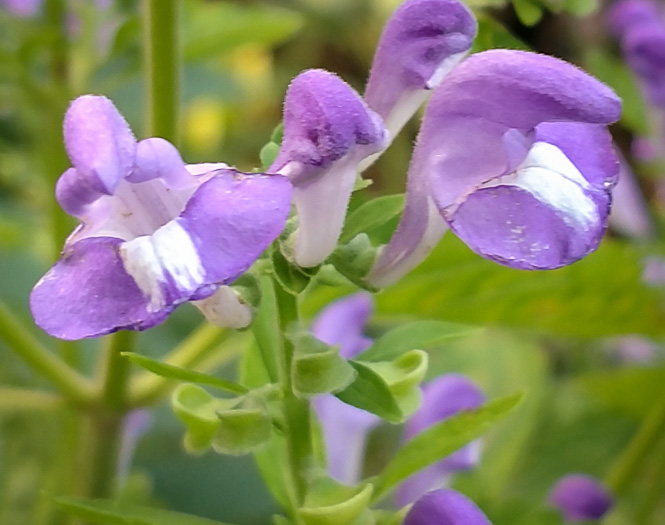 image of Scutellaria mellichampii, Mellichamp's Skullcap