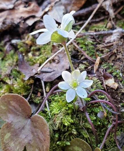 image of Hepatica americana, Round-lobed Hepatica, Round-lobed Liverleaf