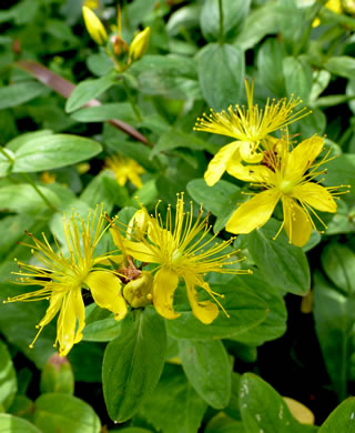 image of Hypericum mitchellianum, Blue Ridge St. Johnswort