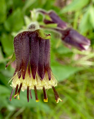 image of Rugelia nudicaulis, Rugel's Ragwort, Rugelia, Rugel's Indian-plantain