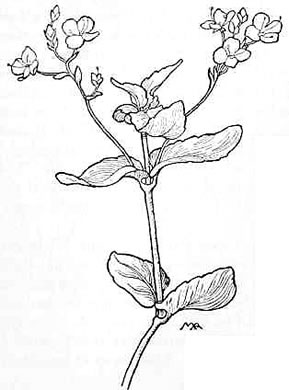 drawing of Veronica americana, American Speedwell, Brooklime