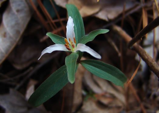 Carolina Least Trillium