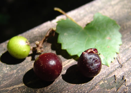 image of Muscadinia rotundifolia var. rotundifolia, Muscadine, Scuppernong