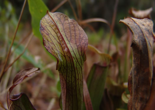 image of Sarracenia rubra ssp. rubra, Carolina Sweet Pitcherplant, Carolina Redflower Pitcherplant, Red Pitcherplant, Sweet Pitcherplant