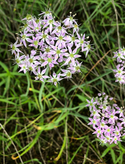 image of Allium keeverae, Keever’s Onion, Brushy Mountain Onion